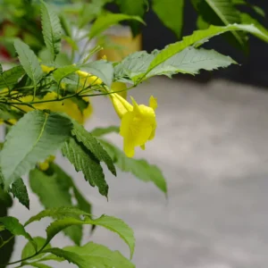 VILTROX AF 56mm F1.7 For Sony E-Mount - HÀNG CHÍNH HÃNG