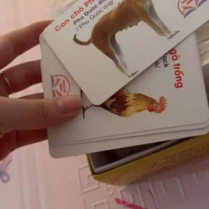 Bộ Thẻ Học Thông Minh Cho Bé 19 Chủ Đề Thẻ To Đẹp Chuẩn Glenn Doman Flashcard Dạy Trẻ Thế Giới Xung Quanh